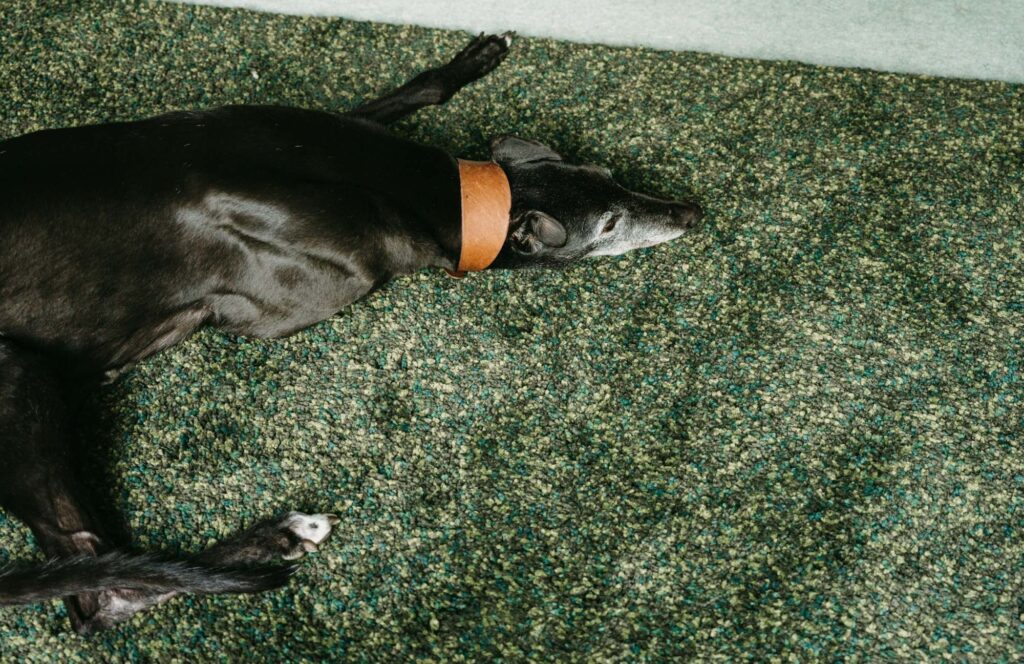 Virtu Health: Pet Therapy. A furry cure for stress and anxiety